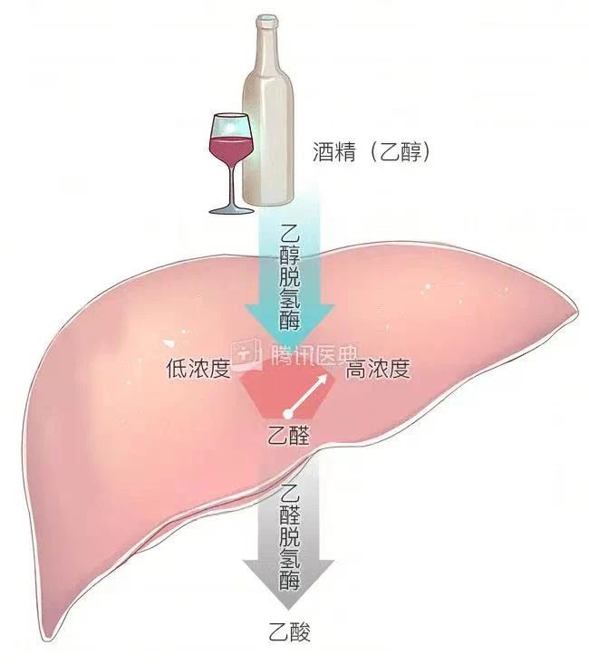 艾詩(shī)特蝦青素