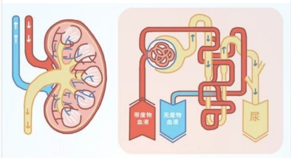 艾詩特蝦青素